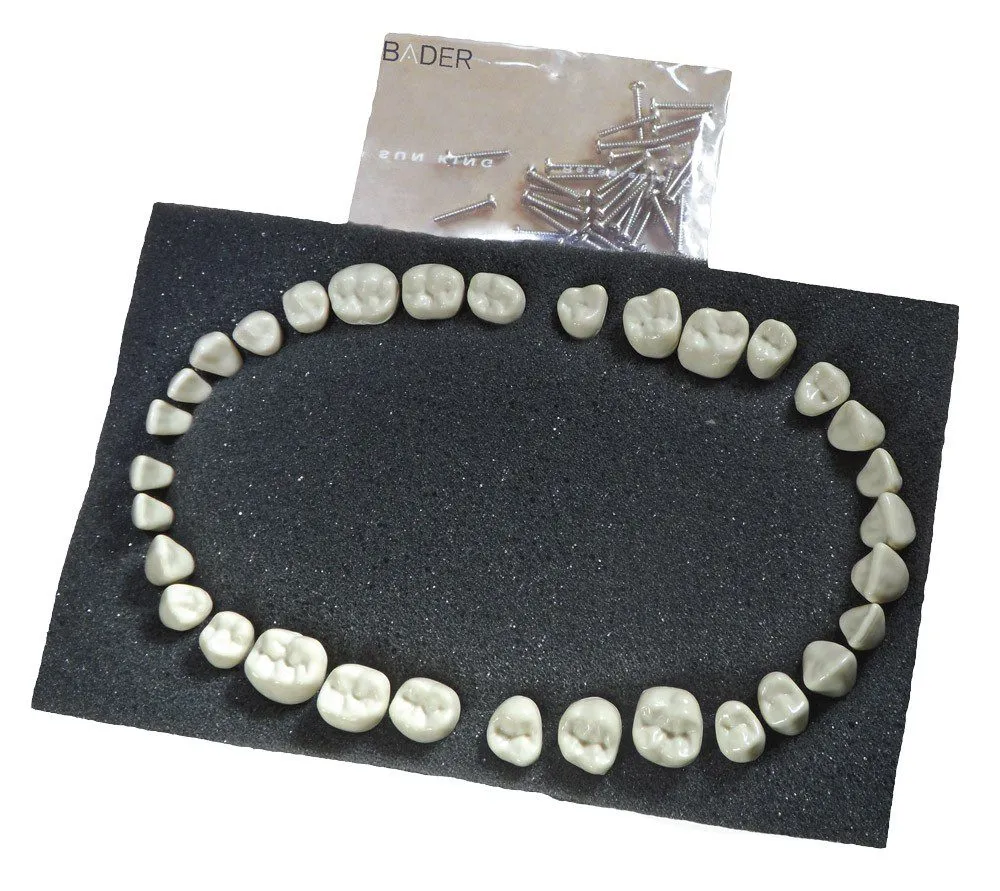 Dientes para Tipodonto AG3 BADER