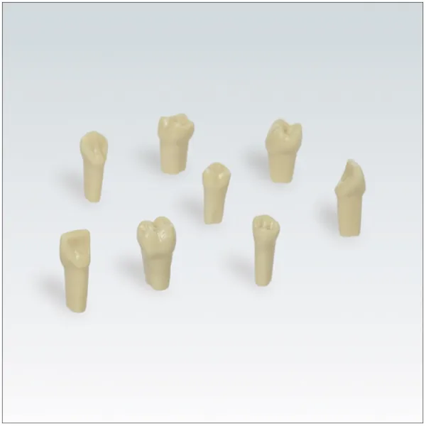 AG3 Resin Frasaco Teeth