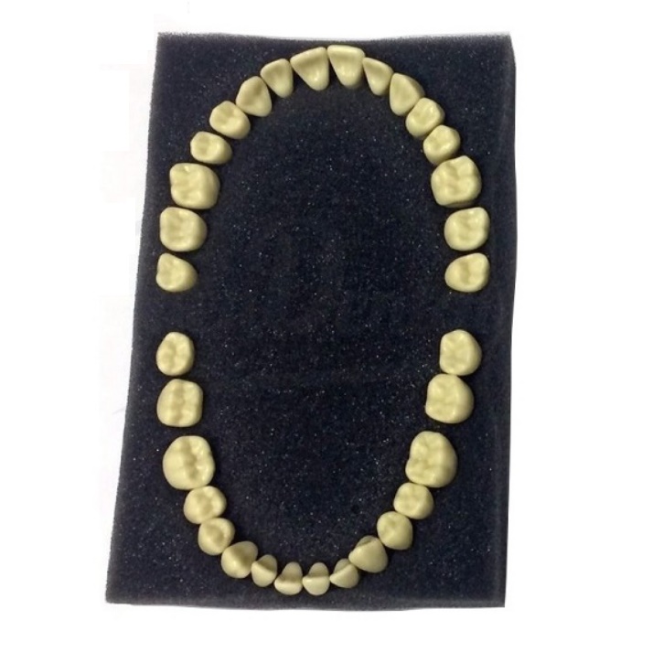 Typodont Teeth Type Frasaco AG-3