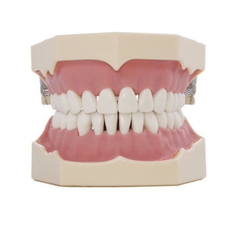 [IU-T648] Clonal Typodont Type Frasaco AG-3 Adult
