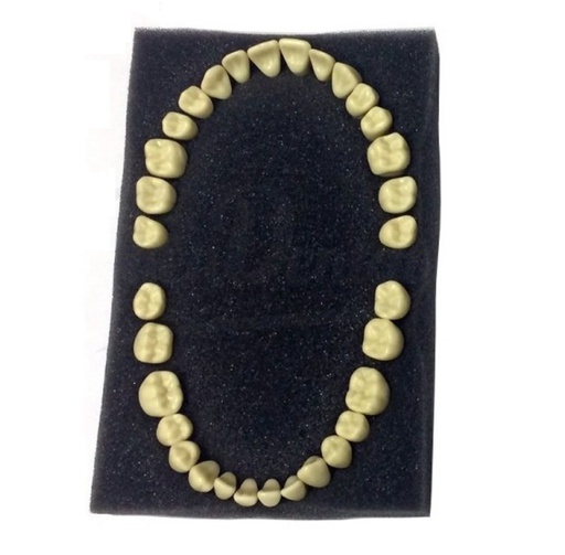 [IU-T114-E] Dientes Tipodonto Tipo Frasaco AG3 - Set Completo